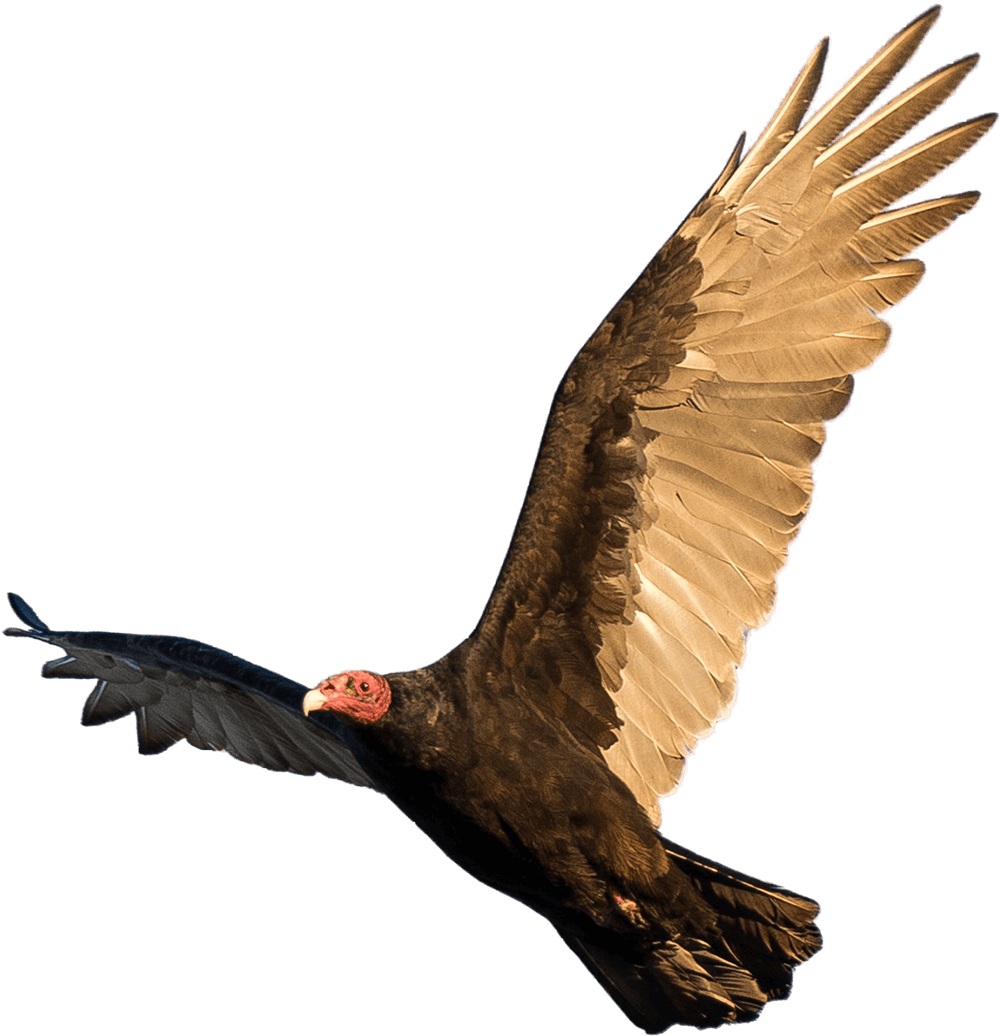 Eagle Png Logo HD